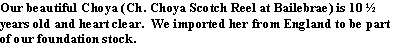Text Box: Our beautiful Choya (Ch. Choya Scotch Reel at Bailebrae) is 10 ½ years old and heart clear.  We imported her from England to be part of our foundation stock.